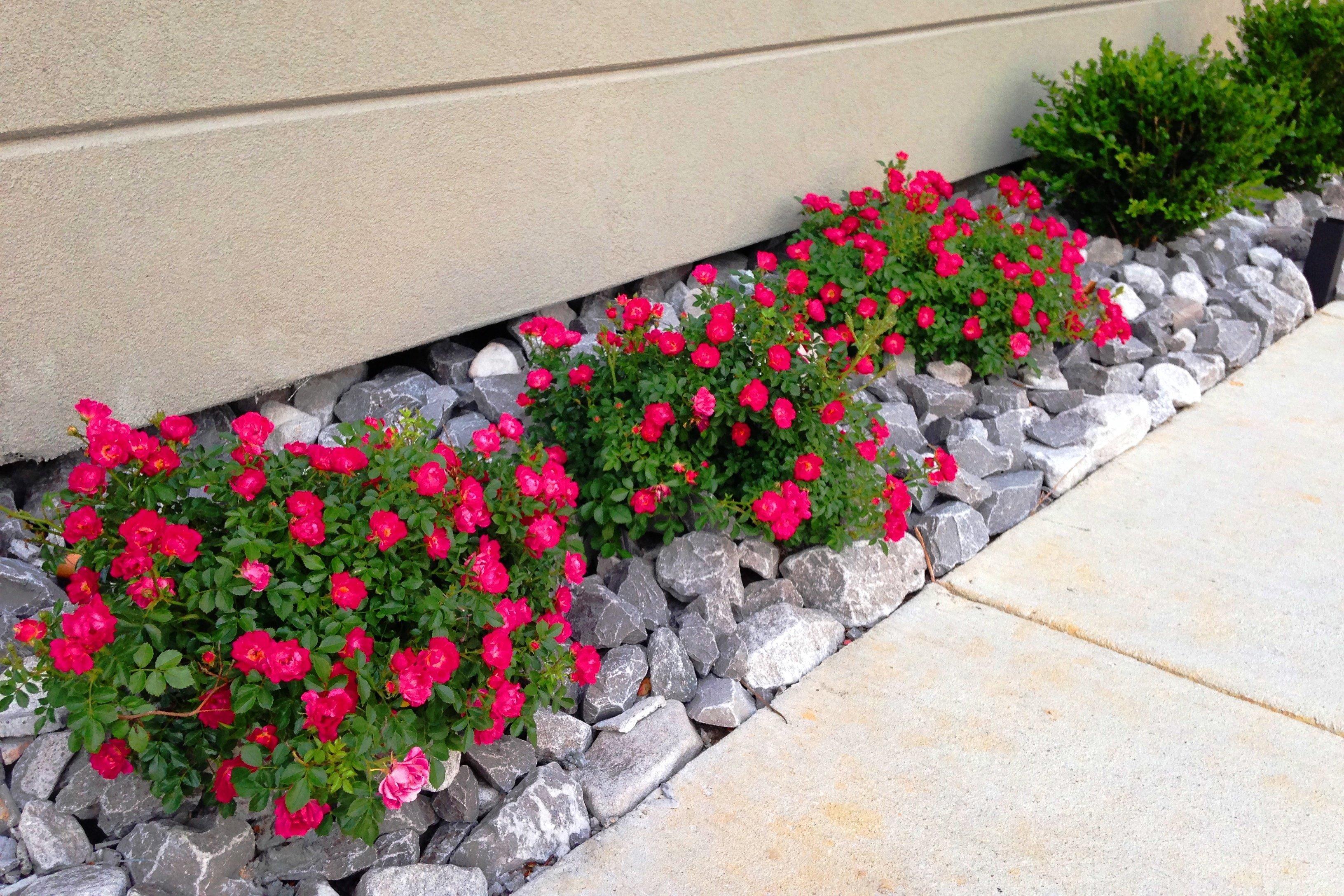 Holiday Inn Express & Suites Jackson Downtown - Coliseum By Ihg Exterior photo
